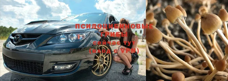 магазин    Пугачёв  Псилоцибиновые грибы Psilocybe 